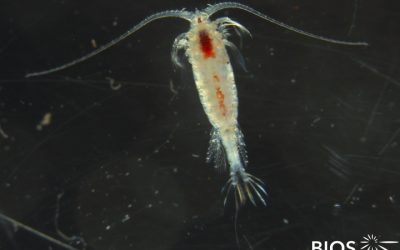 Plankton Profile: Xiphias