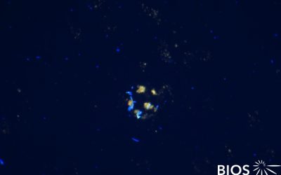 Plankton Profile: Oceanic Bacterioplankton III